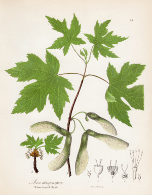 Silver Maple Diagram - Color